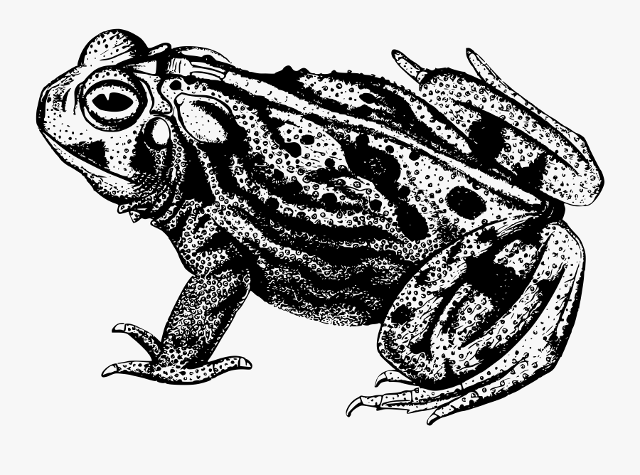 Line Art,reptile,art - Great Plains Toad Black And White, Transparent Clipart