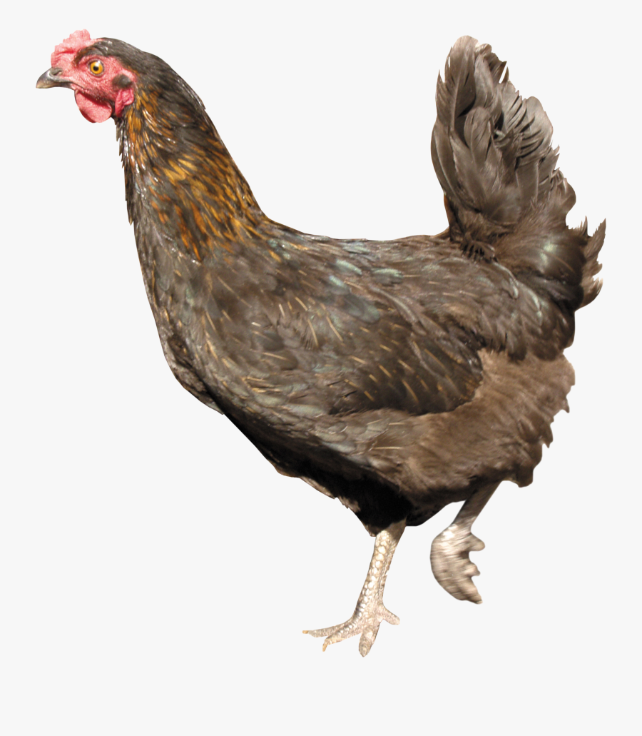 Chicken Png Image - Chicken With Transparent Background, Transparent Clipart