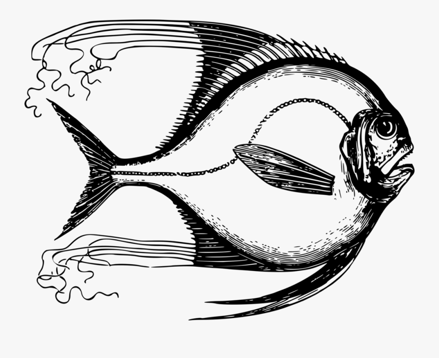 Art,monochrome Photography,fish - Fish Fin, Transparent Clipart