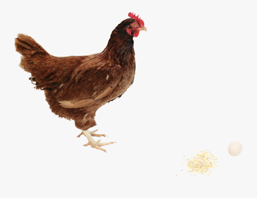 Chicken Clipart Hd Png Images - Hen Png, Transparent Clipart