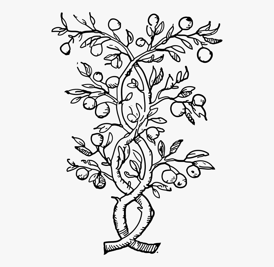 Art,monochrome Photography,monochrome - Outline Of Orange Tree, Transparent Clipart