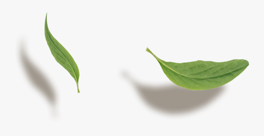 Mock Orange, Transparent Clipart