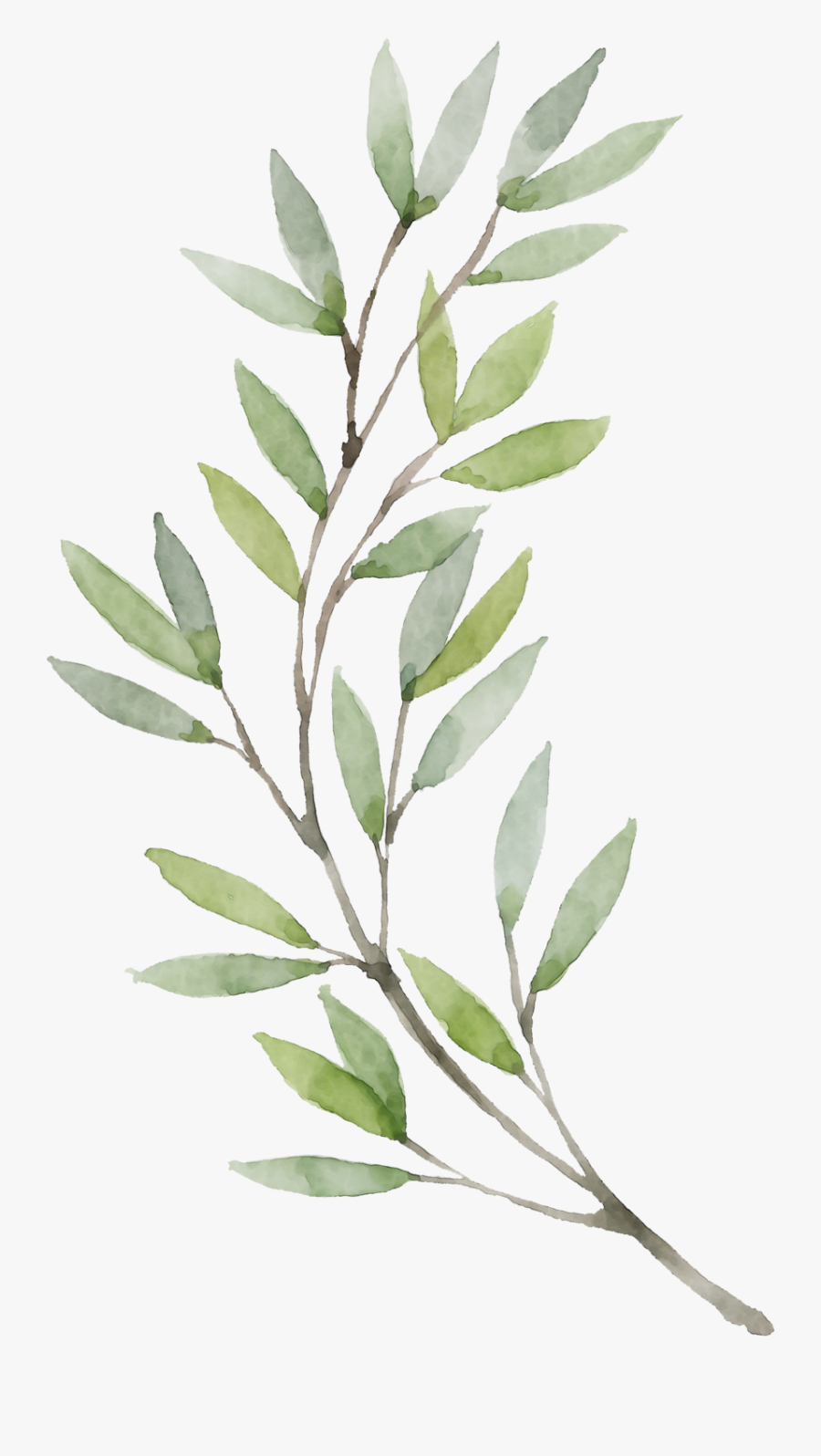Violin Png Watercolor - Watercolor Olive Branch Png, Transparent Clipart