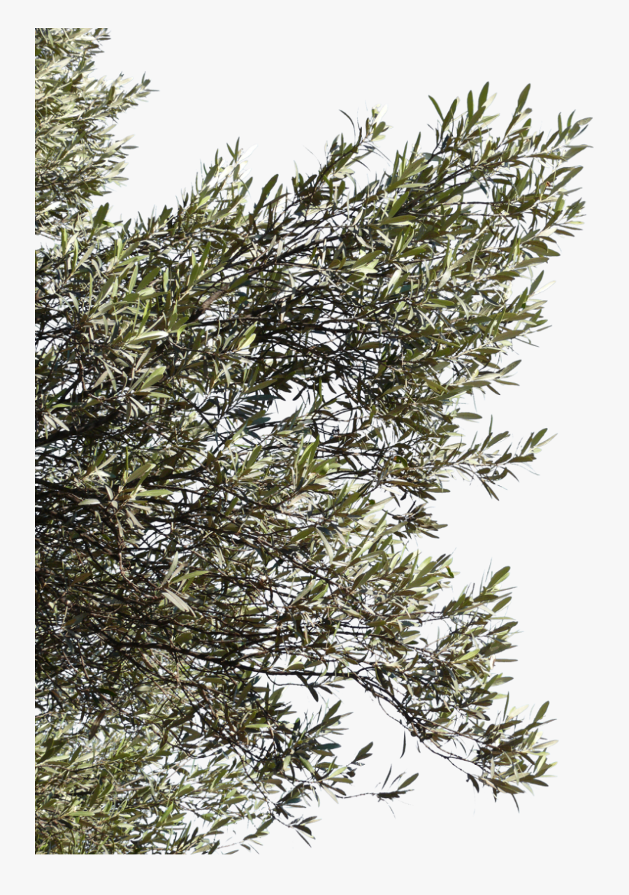 Png Olive Branch - Olive Tree Branch Texture, Transparent Clipart