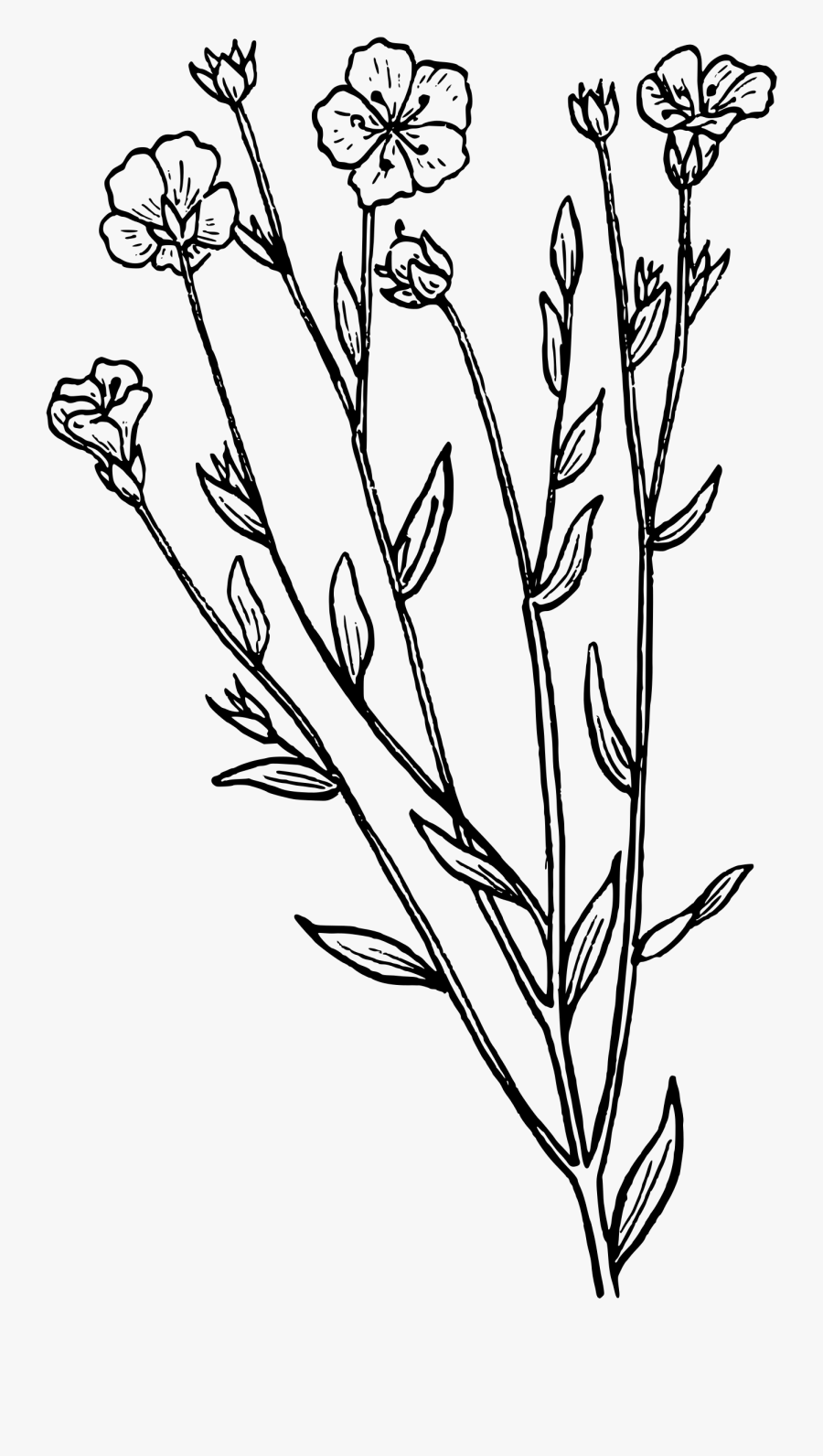 Plants Clipart Outline - Lavender Clipart Black And White, Transparent Clipart