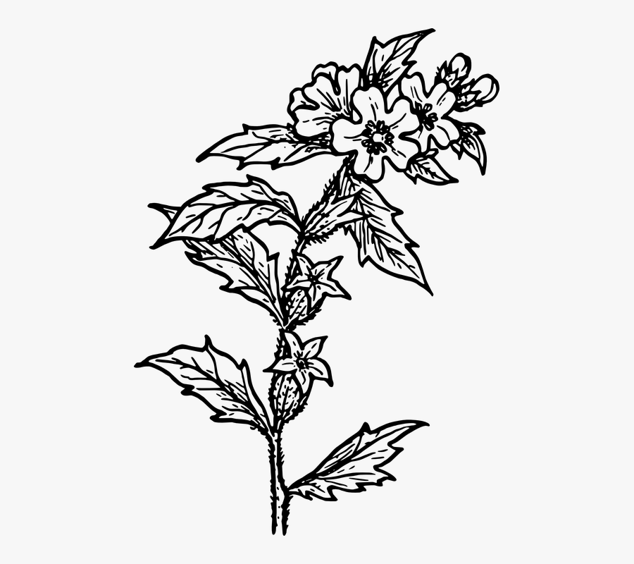 Black White Herbs Png, Transparent Clipart