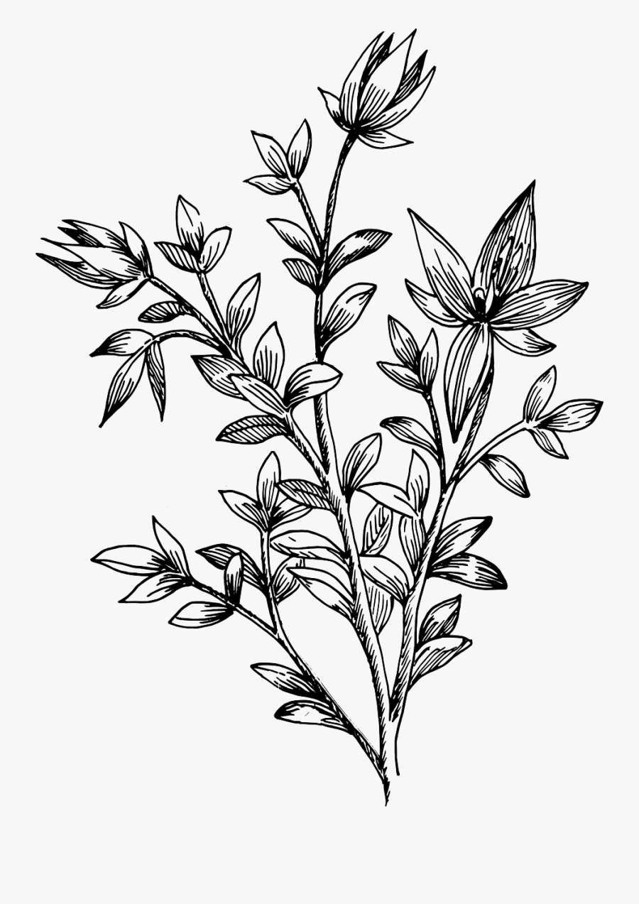 Clip Art Drawing Botanical Huge, Transparent Clipart
