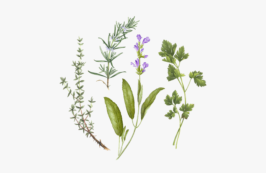 Bouquet Garni Tattoo, Transparent Clipart