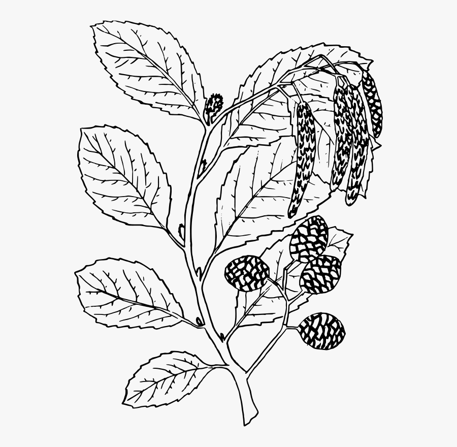 Alder 2 - Alder, Transparent Clipart