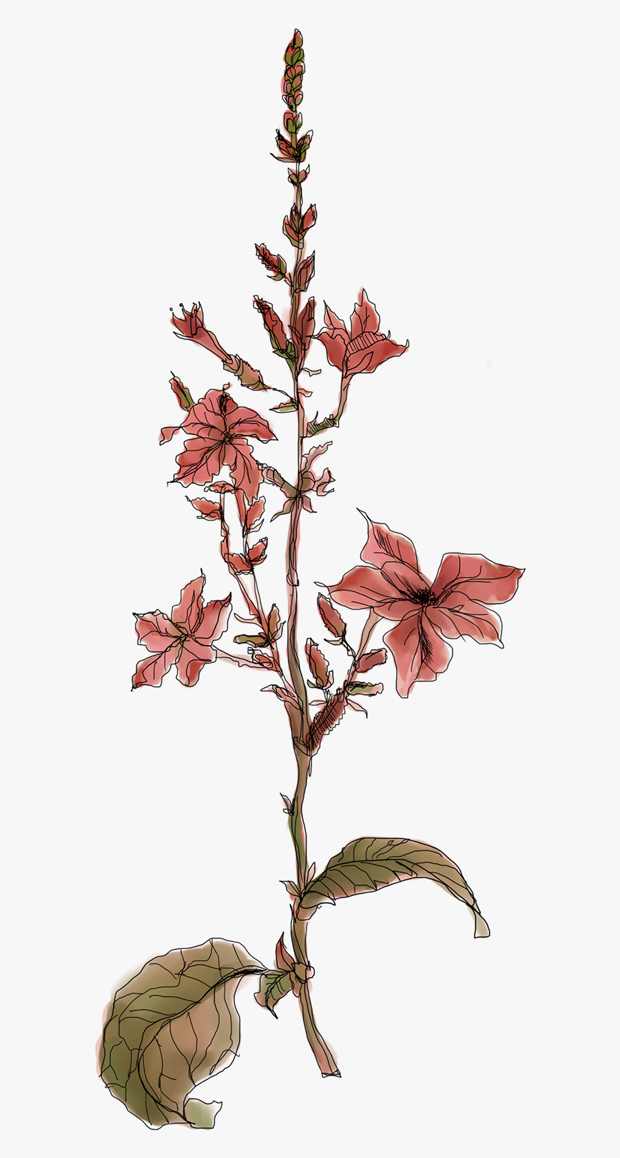 Herb Plants Illustration On - Heath Aster, Transparent Clipart