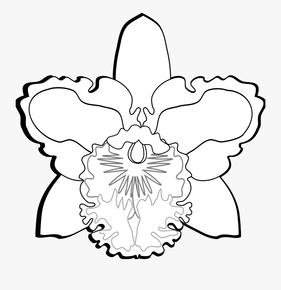 Symmetry,monochrome Photography,petal - Cattleya, Transparent Clipart