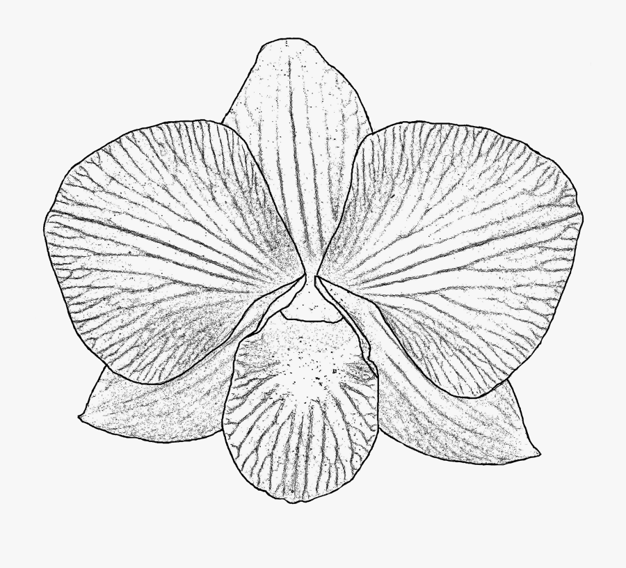 Collection Of Drawing - Orchid Png White And Black, Transparent Clipart