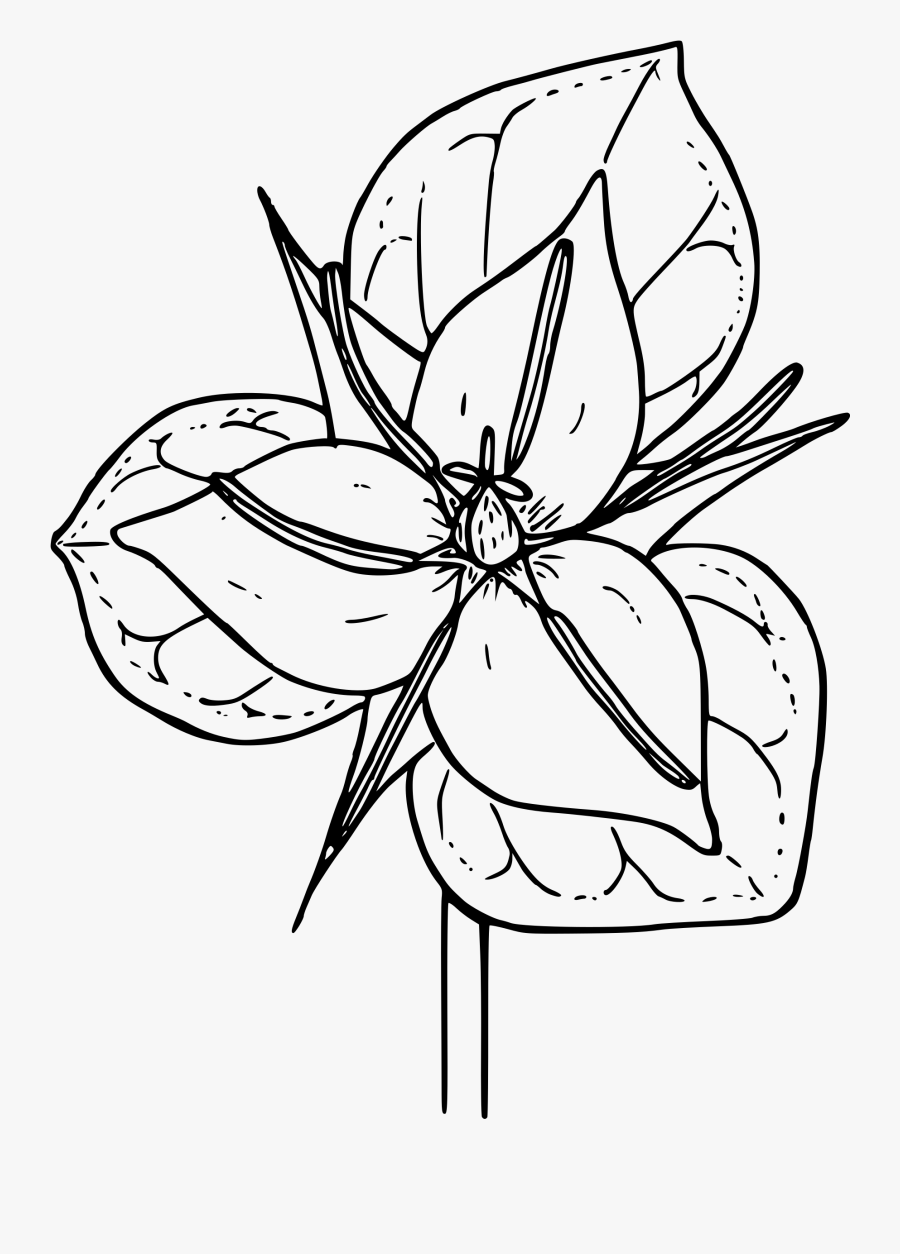 Trillium Drawing Clipart Transparent - White Trillium Drawing, Transparent Clipart