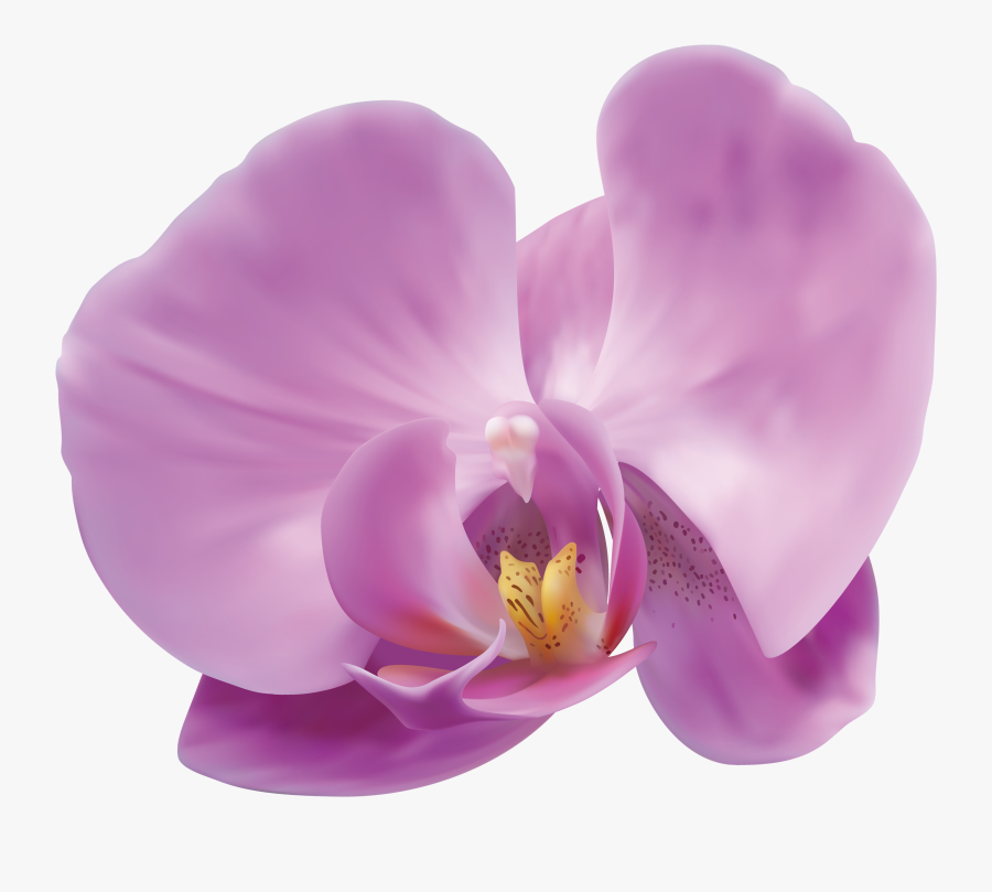 Orchid Png Clip Art Image, Transparent Clipart