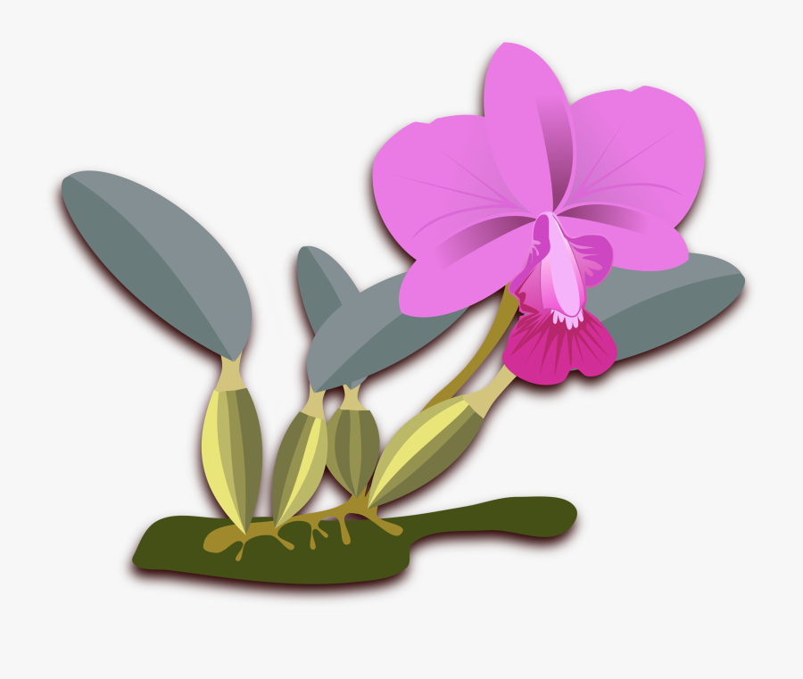 Cliparts For Free Download Orchid Clipart Cattleya - Orquideas Cattleya Png, Transparent Clipart