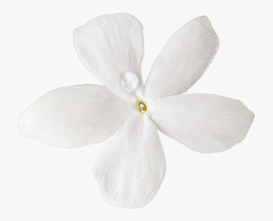 Cut Moth Petal Others Flowers Orchids - Artificial Flower, Transparent Clipart