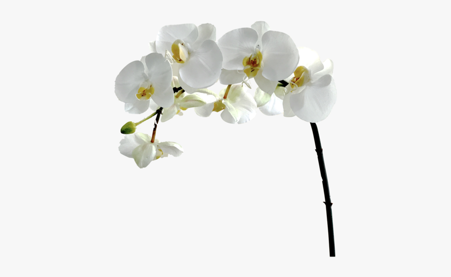 Flower,flowering Plant,moth Orchid,petal,cut Flower,orchids - Single Stem White Orchid, Transparent Clipart