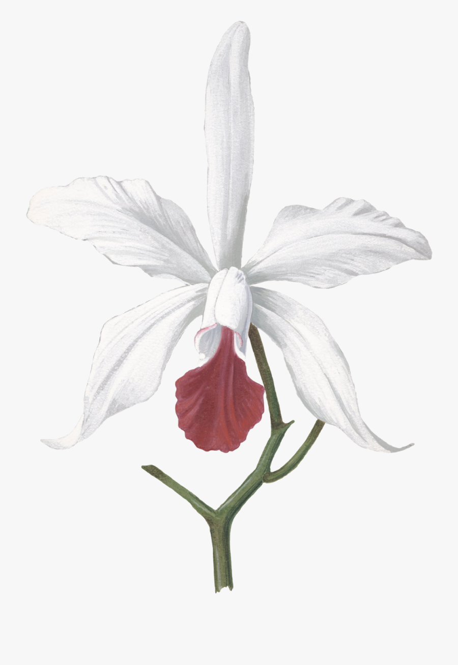 Transparent White Orchids Png - Devilwood Flower Drawing, Transparent Clipart