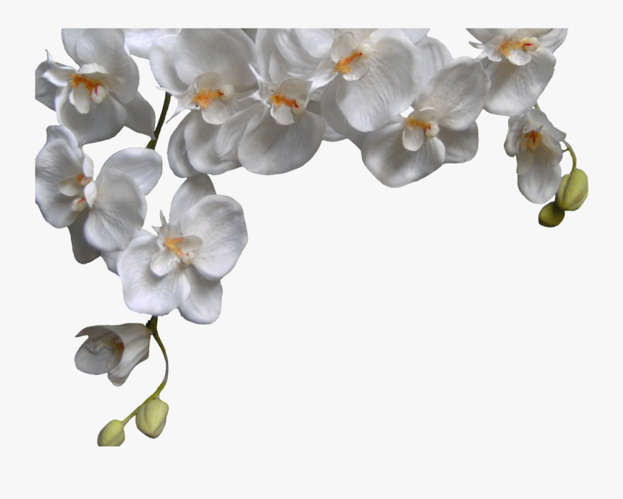 White Orchid Png Phalaenopsis - White Phalaenopsis Orchid Png, Transparent Clipart