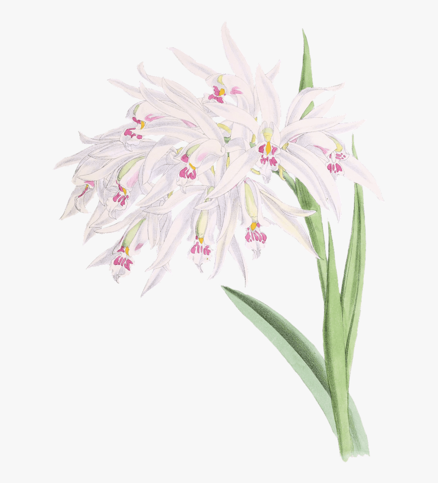 Christmas Orchid, Transparent Clipart