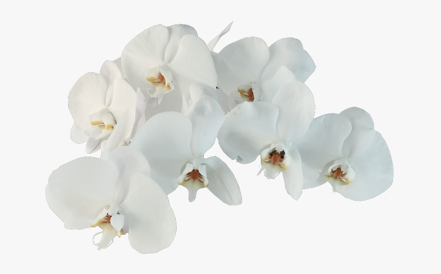 Orchid Freetoedit - Moth Orchid, Transparent Clipart