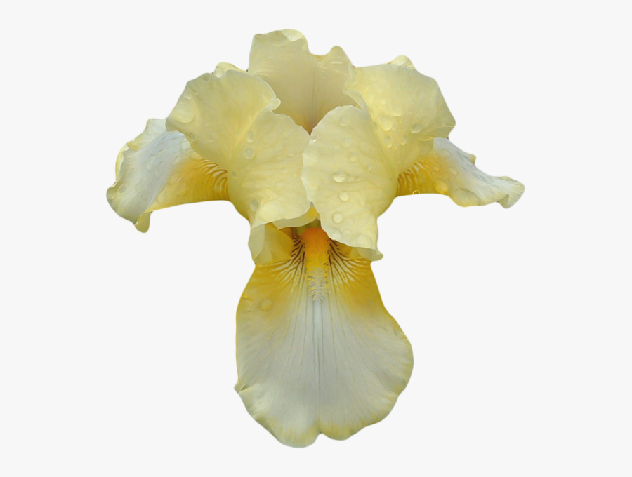Beige Orchid Png, Transparent Clipart