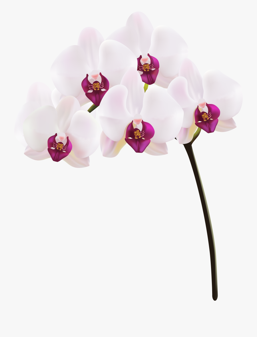 Orchid Clipart Black And White, Transparent Clipart