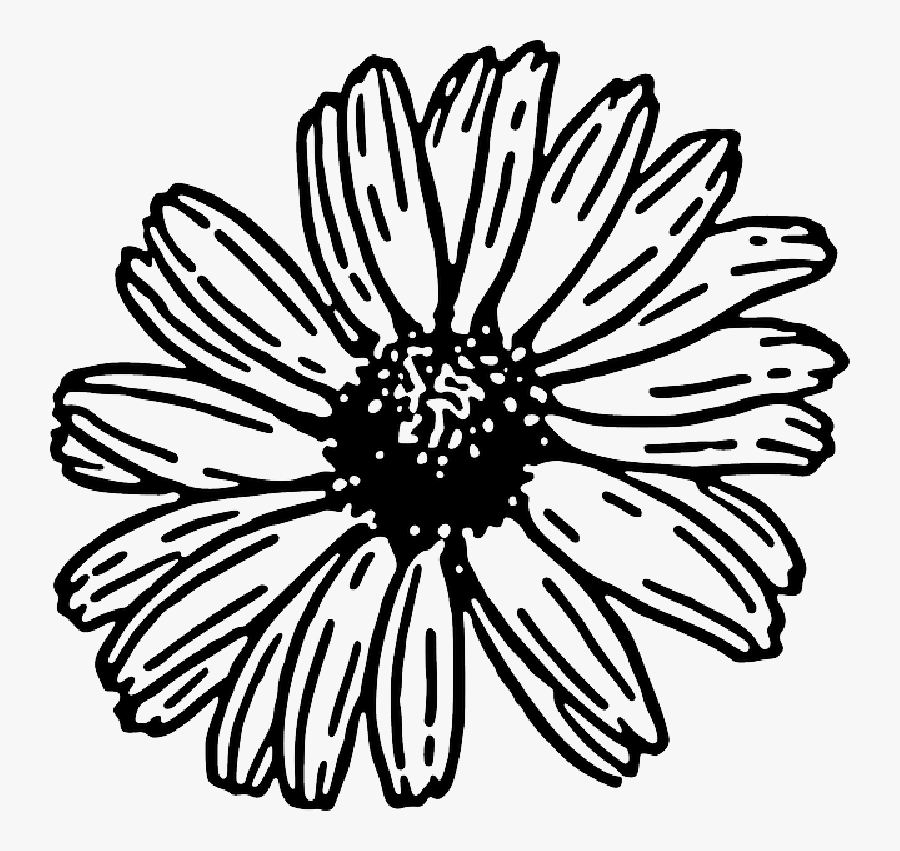 Transparent Orchid Clipart Black And White - Daisy Black And White Clipart, Transparent Clipart