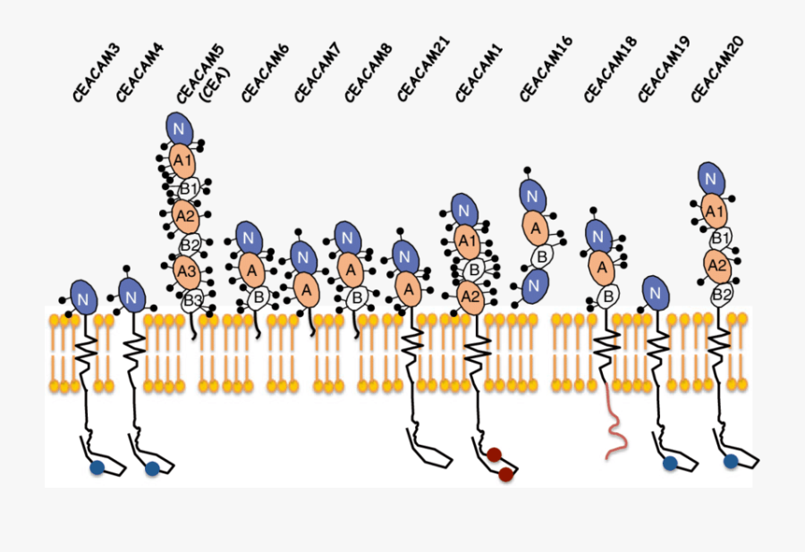 Transparent Diverse Clipart - Ceacam1 Glycosylation, Transparent Clipart