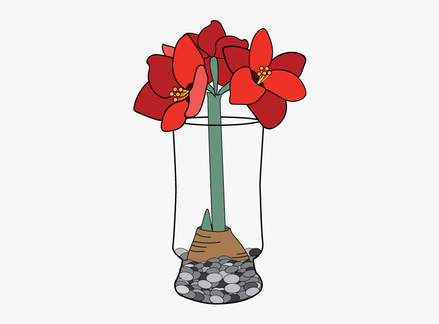 Amaryllis Faq Bloomaker Amaryllispng - Hippeastrum, Transparent Clipart