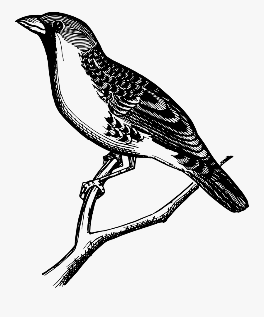 Art,monochrome Photography,beak - Shorebird, Transparent Clipart