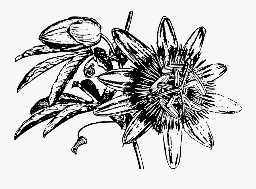 Passion Flower Banner Freeuse, Transparent Clipart