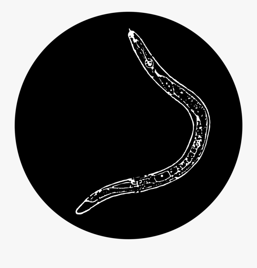 Image Of Banana Worm - Circle, Transparent Clipart