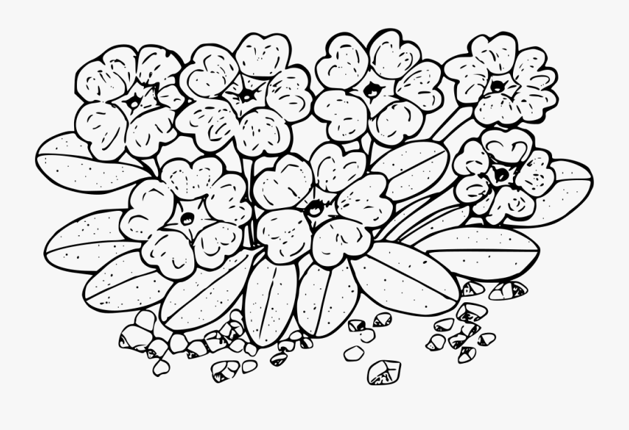 Ramshaw Sandverbena - Sand Verbena Drawing, Transparent Clipart