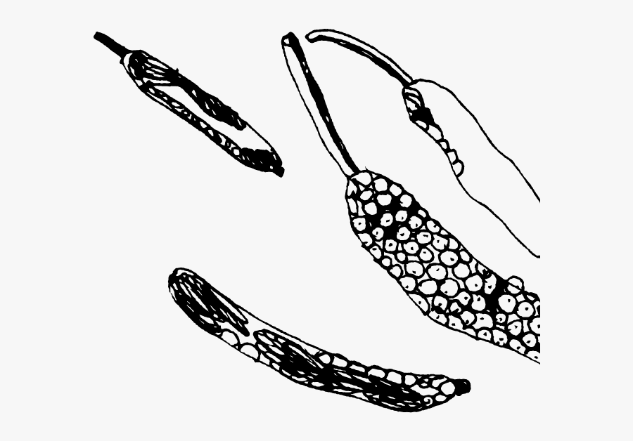 Sketch, Transparent Clipart