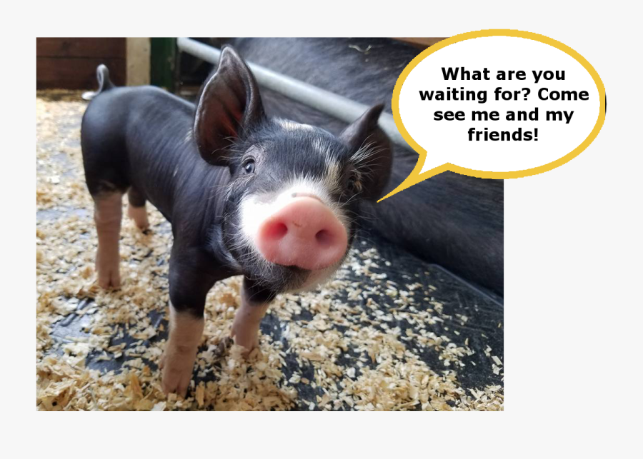 What Are You Waiting For Come See Me And My Friends - Animals In Grand Prairie, Transparent Clipart