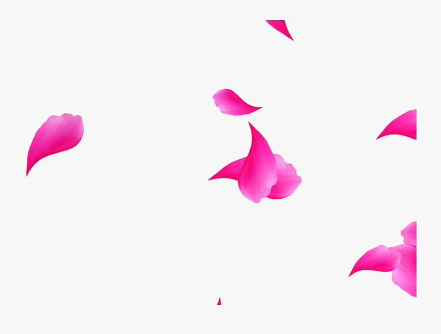 Rose, Transparent Clipart