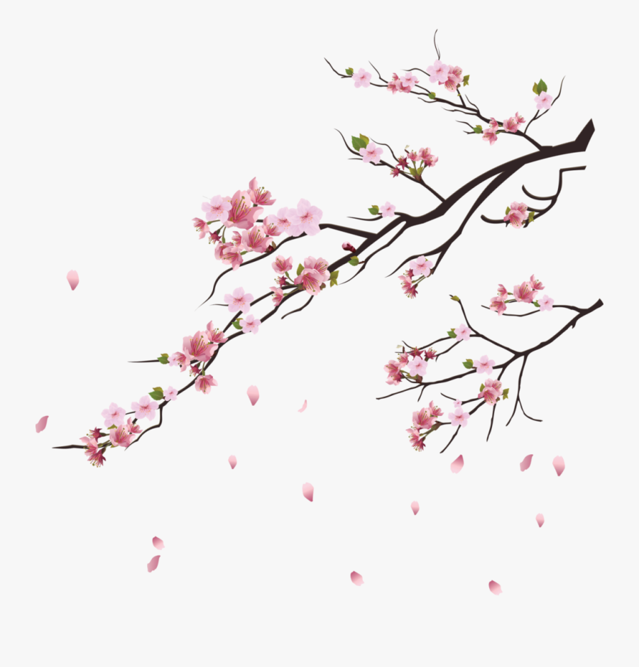 Falling Flowers, Petal Png Image Free Download Searchpng - Cherry Blossom Tree Png, Transparent Clipart