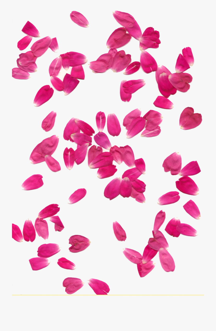 Clip Art Petals Transparent Background Peoplepng - Pink Rose Petal Transparent Background, Transparent Clipart