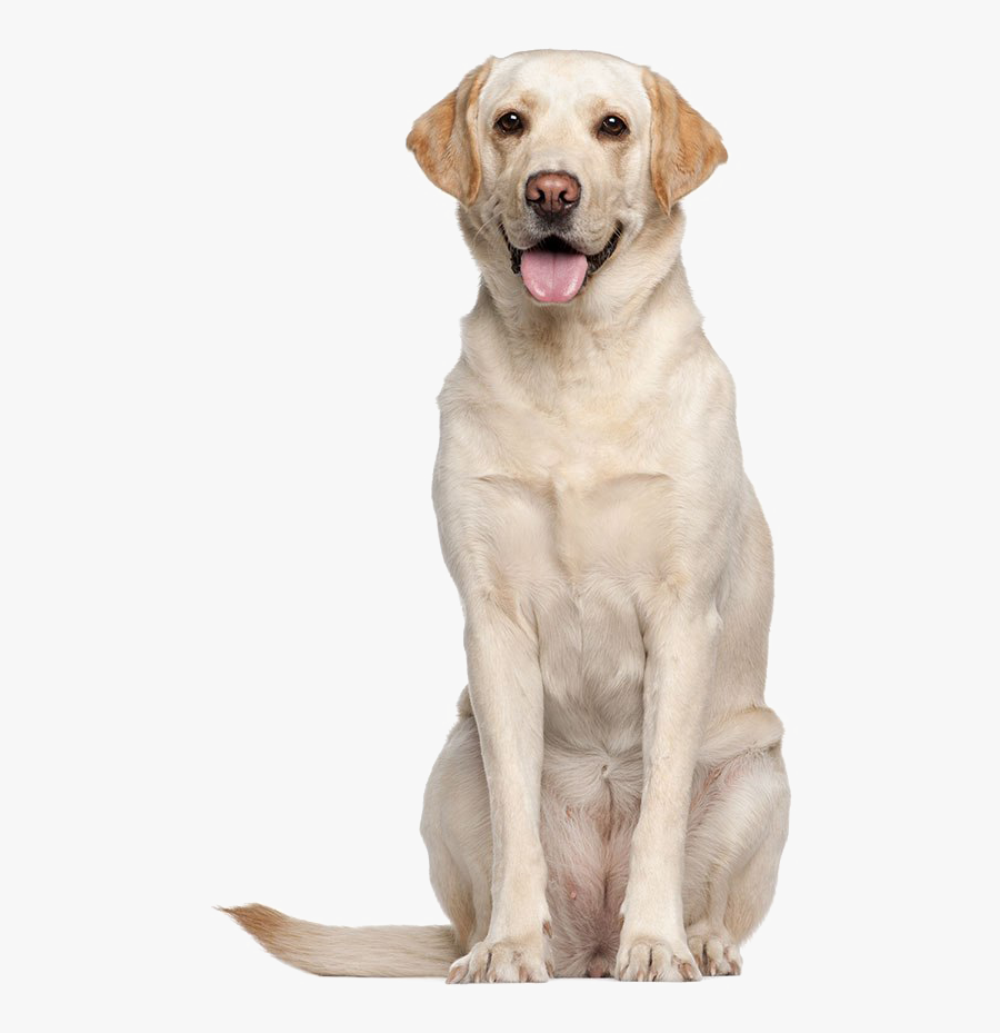 Labrador Retriever Png High-quality Image - Labrador Funny, Transparent Clipart