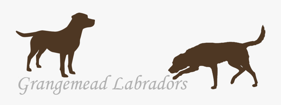 Welcome - Sagoma Cane Labrador, Transparent Clipart