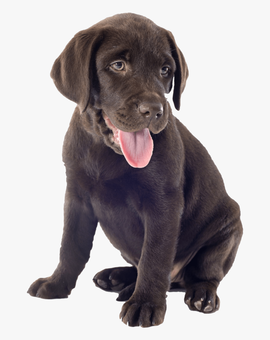 Labrador Oh So Cute Chocolate Puppy Nail Art Decals - Chocolate Lab Puppy Png, Transparent Clipart