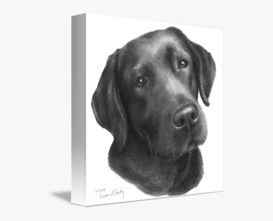 Clip Art Black And White Labrador - Black Lab Drawing, Transparent Clipart