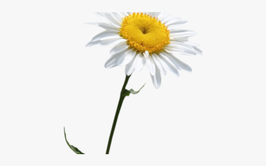 Daisy Clipart Transparent Background - Chamomile, Transparent Clipart