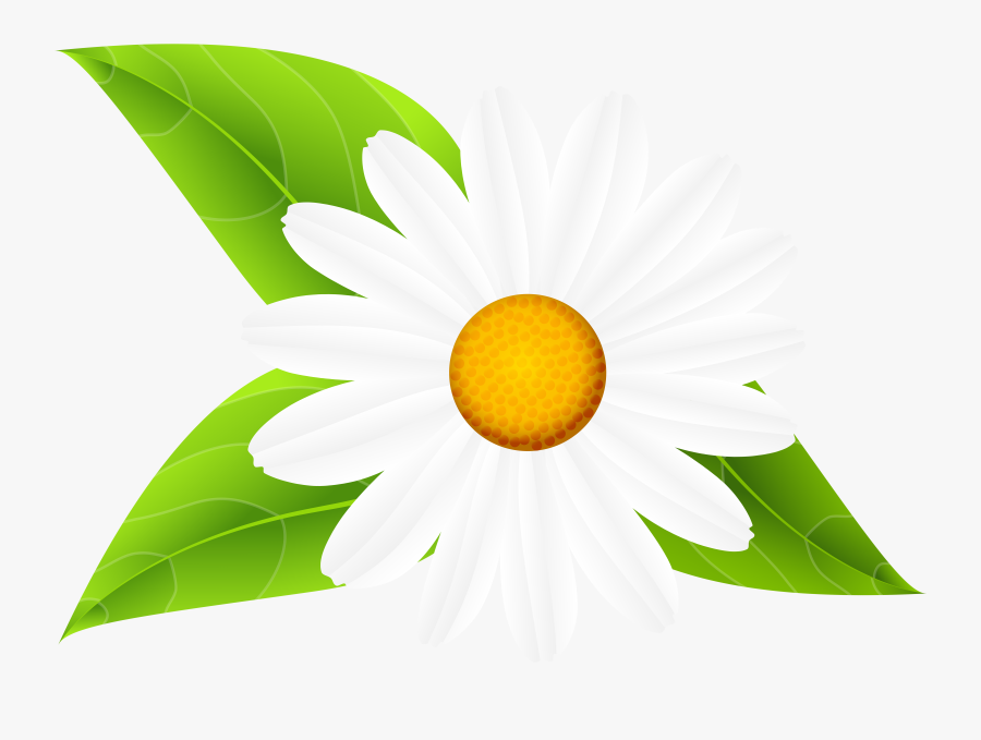 Transparent Daisies Clipart - 黄色い 蕾 に 白い 花, Transparent Clipart