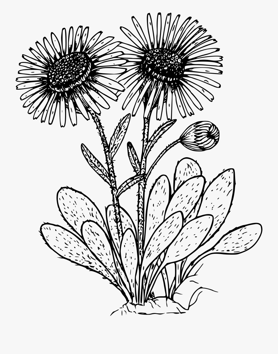 Kern Daisy Clip Arts - Daisy Plant Black And White, Transparent Clipart