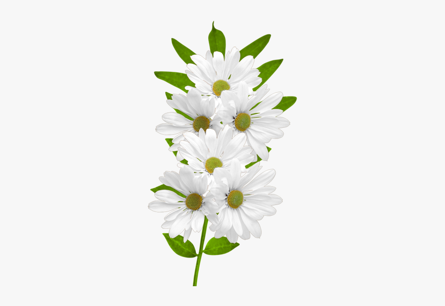 Transparent Background White Daisies, Transparent Clipart