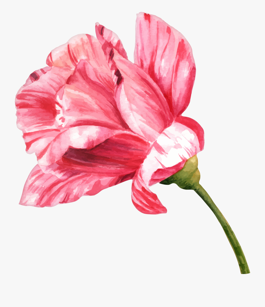 Margarita Clipart Watercolor, Transparent Clipart