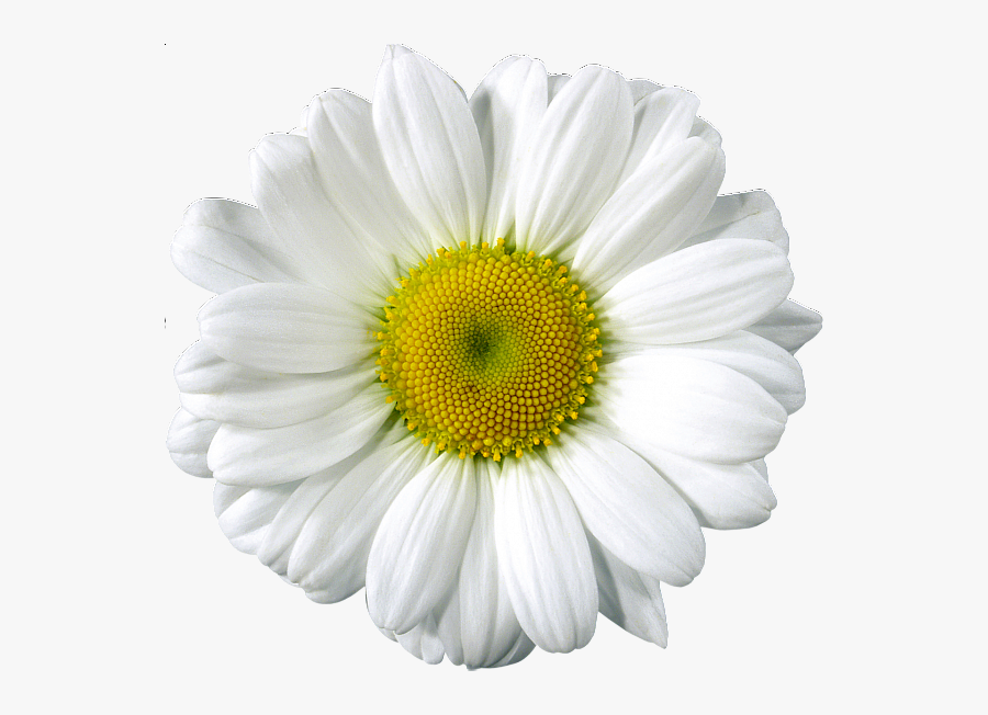 Realistic Daisy Clip Art, Transparent Clipart