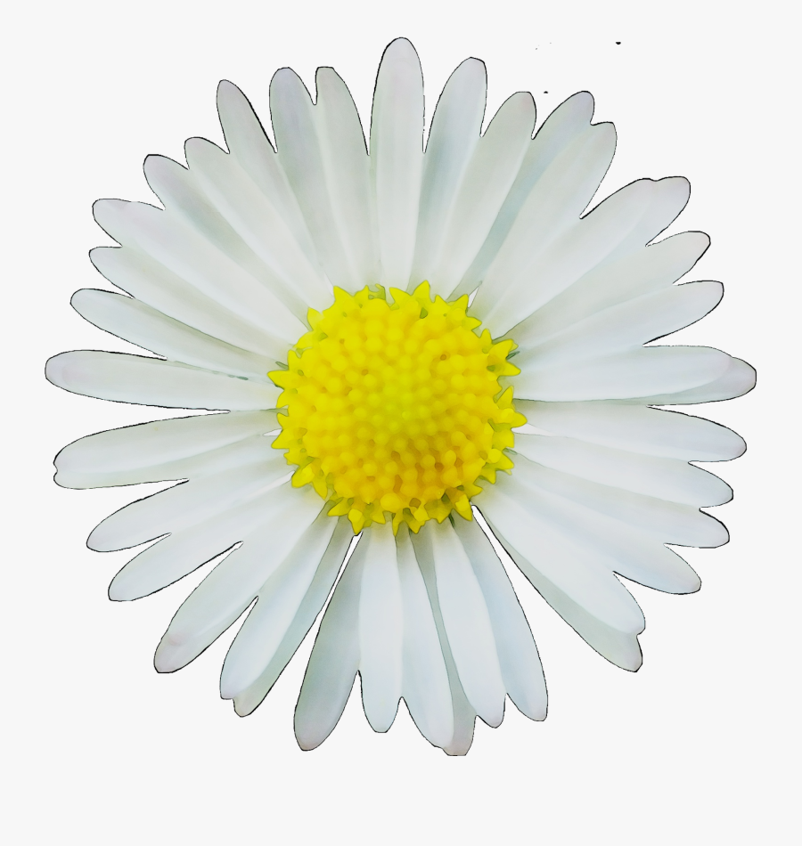 Clip Art Image Common Daisy Drawing Portable Network - Illustration, Transparent Clipart